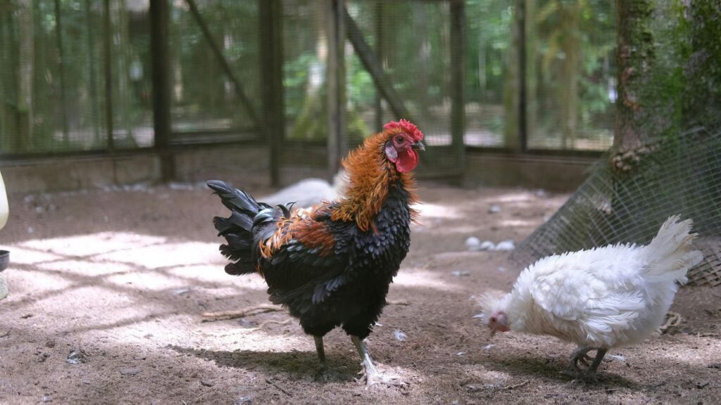 Affordable and Budget-Friendly Coop Solutions