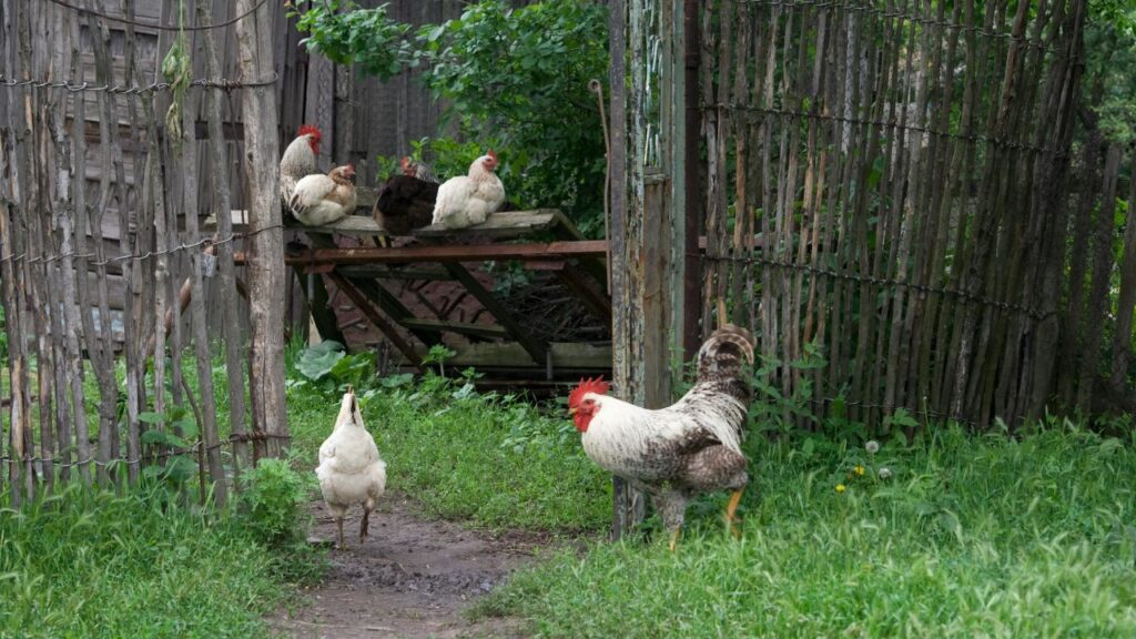 Popular 12 Hen Coop Options: Comparison Table