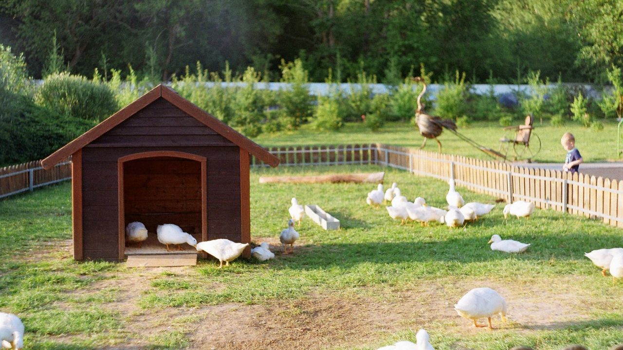 12 Hen Coop