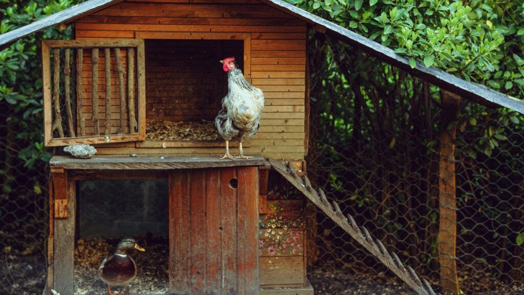 Essential Design Elements for a Big Chicken Coop