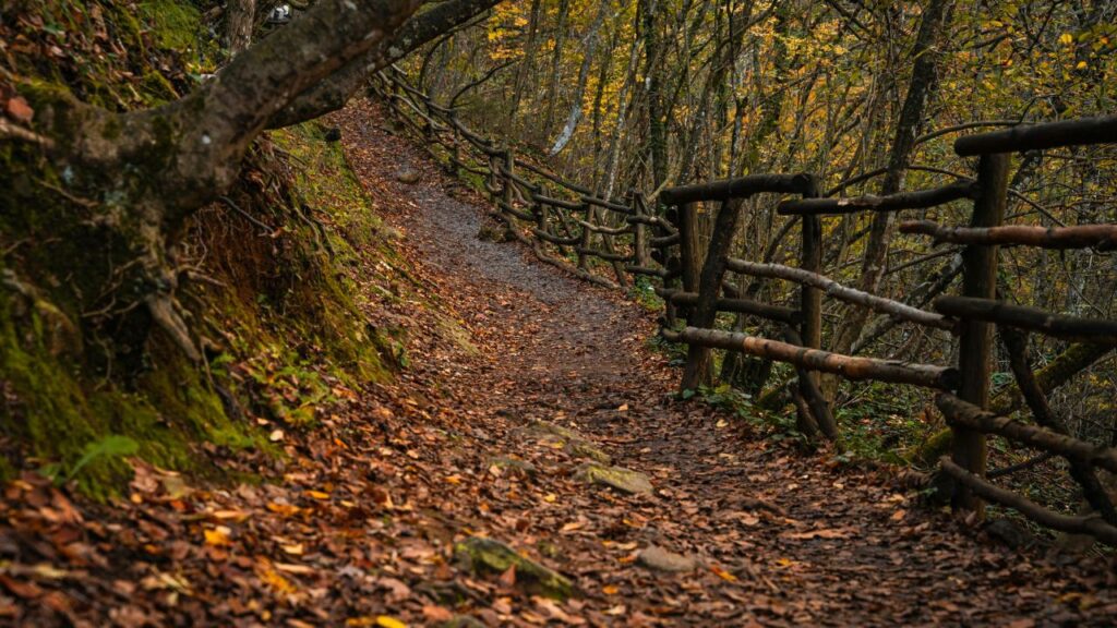 Material Options From Traditional Wood Fence to Modern Alternatives