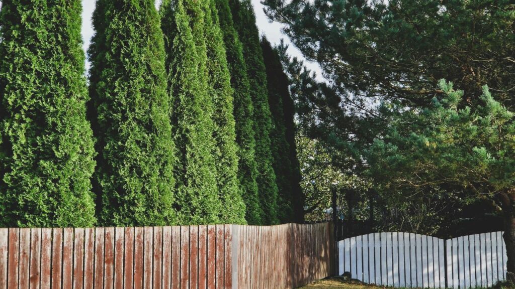 Why Ranch Fencing Remains Popular for Modern Properties