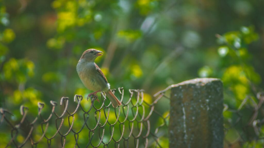 Enhancing Your Ranch Fence with Gates and Decorative Elements