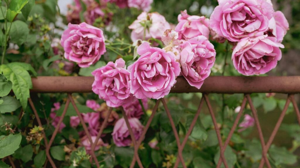 Understanding Ranch Style Fences and Their Classic Design