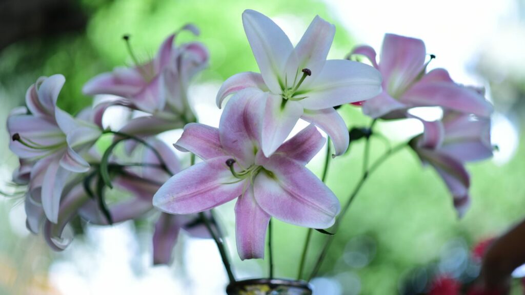 Why Tiger Lilies Work in Modern Interiors